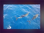 Ein Video von den Delfinen.